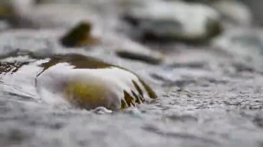 Dağ deresindeki taşların üzerinden akan su, temiz suyla akan derenin detaylarını yakından takip eder.