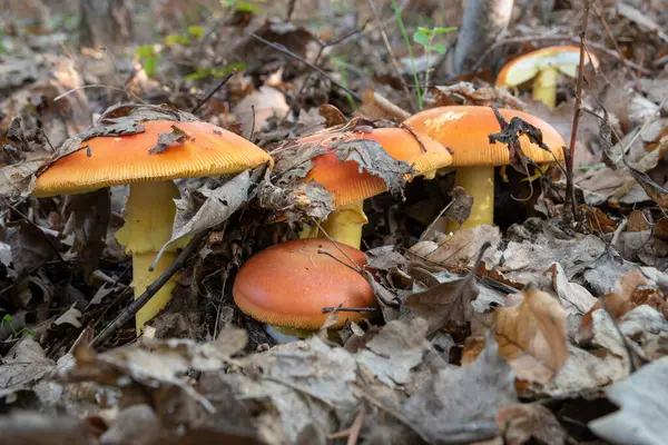 Orman zemininde turuncu başlıklı ve sarı dikişli kuru yapraklarla kaplı bir grup Amanda Seesarea mantarı.