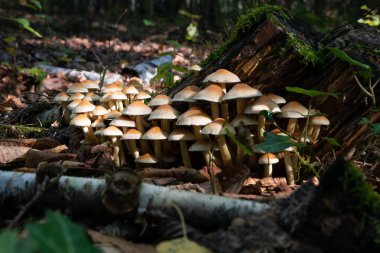 Kuru yapraklar ve huş dallarıyla çevrili orman zemininde çürüyen kütüğün yanında bulunan bir grup başörtüsü mantarı.