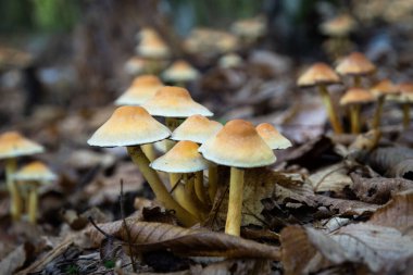 Kuru yapraklarla çevrili orman zemininde bir grup capnoides mantarı.