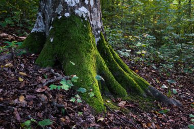 Boynuz direği gövdesi, kökleri yosun ile kaplanmış güneş ışığı alan orman manzarası.