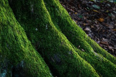 Yosunların kökleri üzerindeki ışığı yakalaması, orman ayrıntıları.