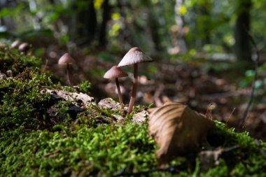 Mycena purpureofusca mantarları çürüyen kütükler üzerine kaplanmış yosunlar yakından, ormandaki düşük zehirli mantarlar