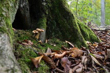 Ağacın kökündeki mantarlar yosunlarla kaplı, orman tabanı sonbaharda kuru yapraklarla kaplıdır.
