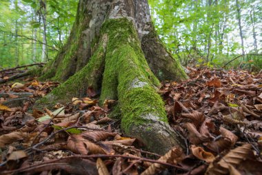 Hornbeam kökü yosunla kaplıdır, zemin yapraklarla kaplıdır yaprak döken ormanlarda.