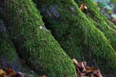 Ağaç kökleri üzerindeki yosunlar yakın mesafede, çok az kuru yaprak var.