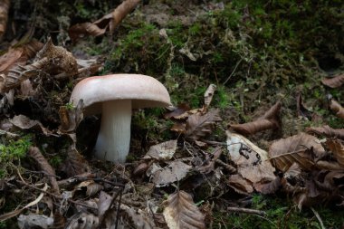 Russula Vesca mantarı yakından, soluk kırmızı başlıklı mantar ve sonbaharda ormanda kuru yapraklar ve yosunlarla çevrili beyaz sap.