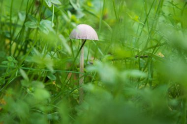 Çimenlerdeki küçük micena mantarı, küçük şapkalı mantar ve uzun saplı mantar.