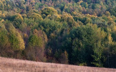Sonbahar renkleriyle yaprak döken orman, renkli manzara