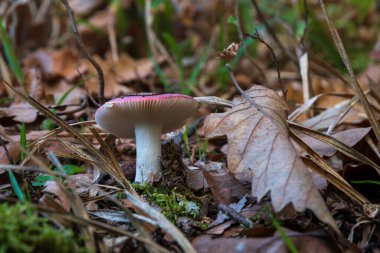 Kuru meşe yaprağının yanındaki küçük mantar. Kapalı, yaprak döken ormandaki mantar dışkısı. Muhtemelen russula kusturması.