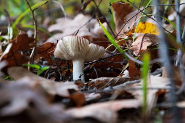 Kuru meşe yapraklarının arasında küçük bir mantar. Kapalı, yaprak döken ormanlarda zehirli mantar. Muhtemelen russula kusturması.