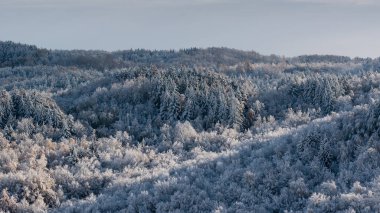 Orman buzla kaplı, kış manzarası