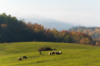 Koyun sürüsü otlakta otlar ve sisli tepelerde, sonbahar manzarasında