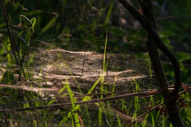 Kuru otlar ve taze ahşap arasında örülmüş örümcek ağı, doğadan bir detay.