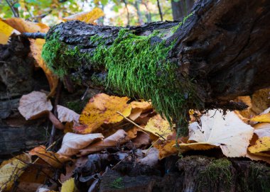 Düşen ağacın dalları yosunla kaplıdır. Sonbaharda kuru yapraklarla kaplanır.