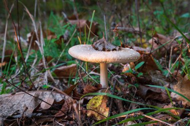 Sonbaharda kapağında kuru yaprak olan mantar, akşamları güneş ışığında mantar.