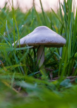 Uzun otların içinde beyaz şapkalı mantar, sonbahar mevsimi.