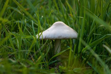 Uzun otların içinde beyaz şapkalı mantar, sonbahar mevsimi.