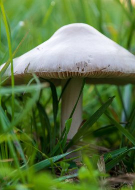 Uzun otların içinde beyaz şapkalı mantar, sonbahar mevsimi.