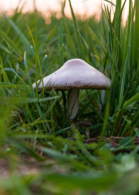 Uzun otların içinde beyaz şapkalı mantar, sonbahar mevsimi.