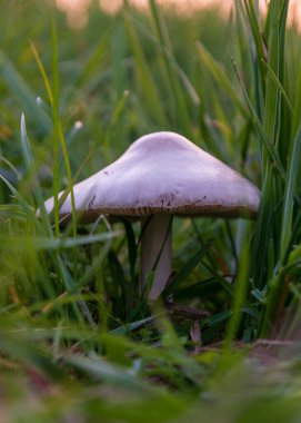 Uzun otların içinde beyaz şapkalı mantar, sonbahar mevsimi.
