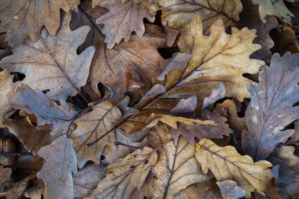 Yere düşen yaprak, ormanın içinde meşe yaprakları.