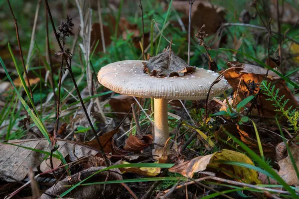 Sonbaharda kapağında kuru yaprak olan mantar, akşamları güneş ışığında mantar.