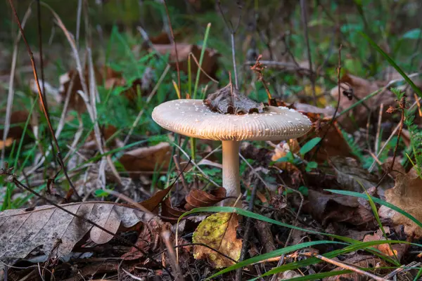 Sonbaharda kapağında kuru yaprak olan mantar, akşamları güneş ışığında mantar.
