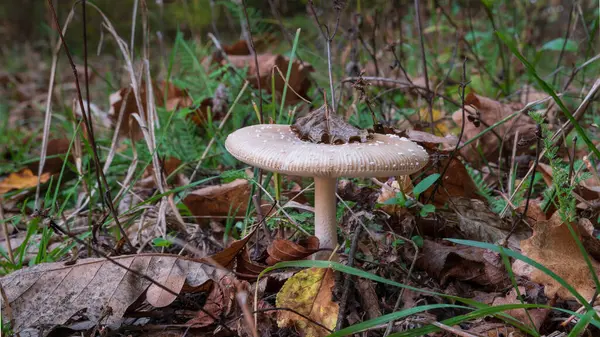 Sonbaharda kapağında kuru yaprak olan mantar. Yakın plan.