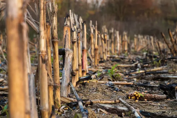 Ateş üstüne mısır tarlaları, tahrip olmuş ekinler.