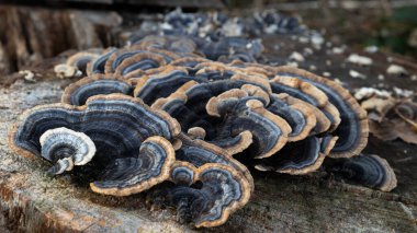 Çürüyen kütüğün üzerinde sahte hindi kuyruğu mantarı. Yaklaş, versicolor