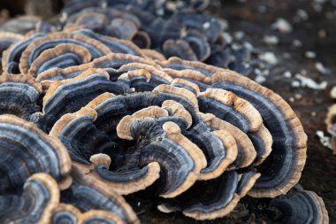 Çürüyen kütüğün üzerinde sahte hindi kuyruğu mantarı. Yaklaş, versicolor