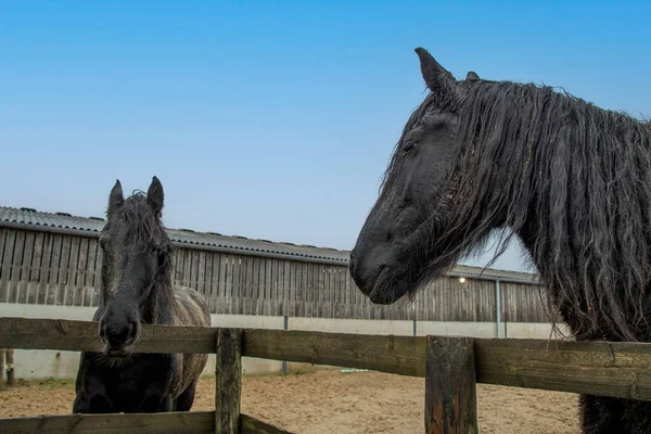 Two black friesian  horses with  copy  space 