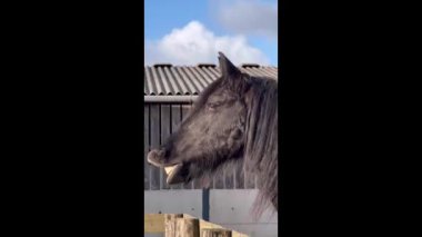 Friesian horse sniffing the  air  with  lips and  teeth showing 