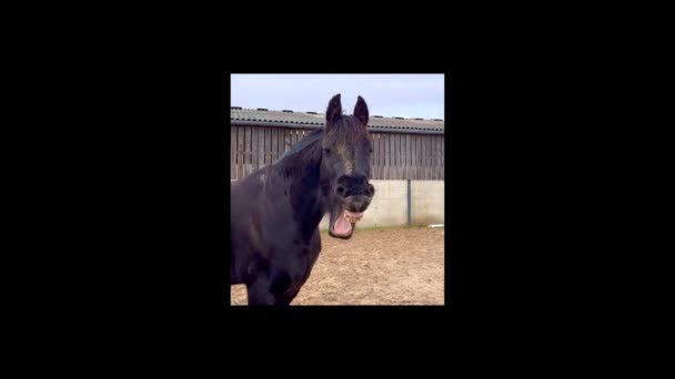Μαύρα Άλογα Πίσω Friesian Άλογα Μυρίζουν Και Χασμουριούνται Δείχνει Δόντια — Αρχείο Βίντεο