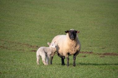 Spring  lamb  in a  field  with  its  mother  New born  lamb  and  ewe sheep 