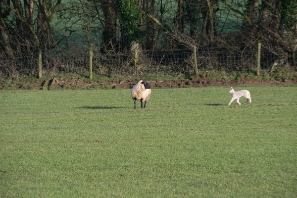 母親と一緒に畑で春の子羊新生子羊と羊 — ストック写真