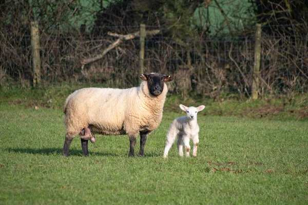 母親と一緒に畑で春の子羊新生子羊と羊 — ストック写真