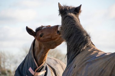 two horses  greeting  and  biting  each  other 