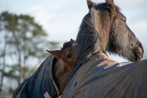 two horses  greeting  and  biting  each  other 