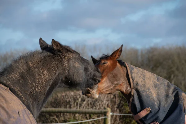 horses  greeting  and  biting  each  other  in the  paddock 