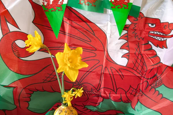 stock image Welsh flag  and  daffodils  celebrating  St  davids  day  Wales 