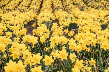 Fields  of  daffodils  Celebrating  St  Davids  day  Wales 