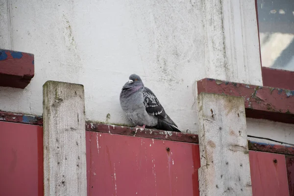 鸽子在废弃的废弃建筑上栖息 — 图库照片