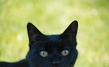 Kulübe bahçesinde yeşil gözlü kara kedi 