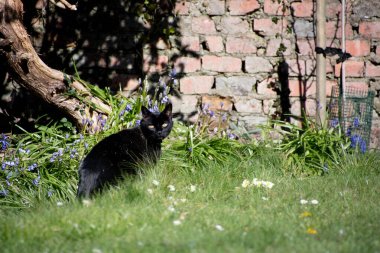 Kulübe bahçesinde yeşil gözlü kara kedi 