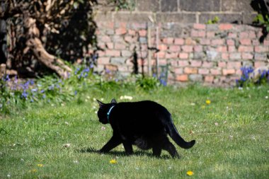 Kulübe bahçesinde yeşil gözlü kara kedi 