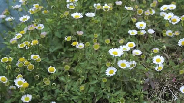 Erigeron Karvinskianus Small Delicate Daisy Flower Blowing Wind — Stock Video