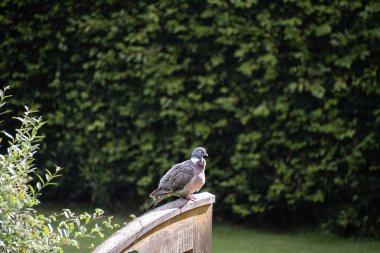 Tahta güvercin yeşil çizgili bir çit kapısında oturuyor. 