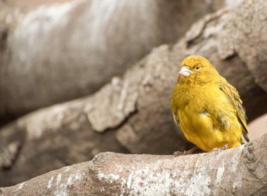 Kopya uzayı olan kertenkele kanarya sarı kuşu  